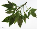 SpeciesSub: subsp. syriaca SpeciesSub: subsp. syriaca